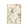 Sand Dollar Treasures Framed Art Print