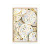 Sand Dollar Treasures Framed Art Print