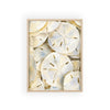 Sand Dollar Treasures Framed Art Print