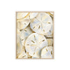 Sand Dollar Treasures Framed Art Print