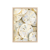 Sand Dollar Treasures Framed Art Print